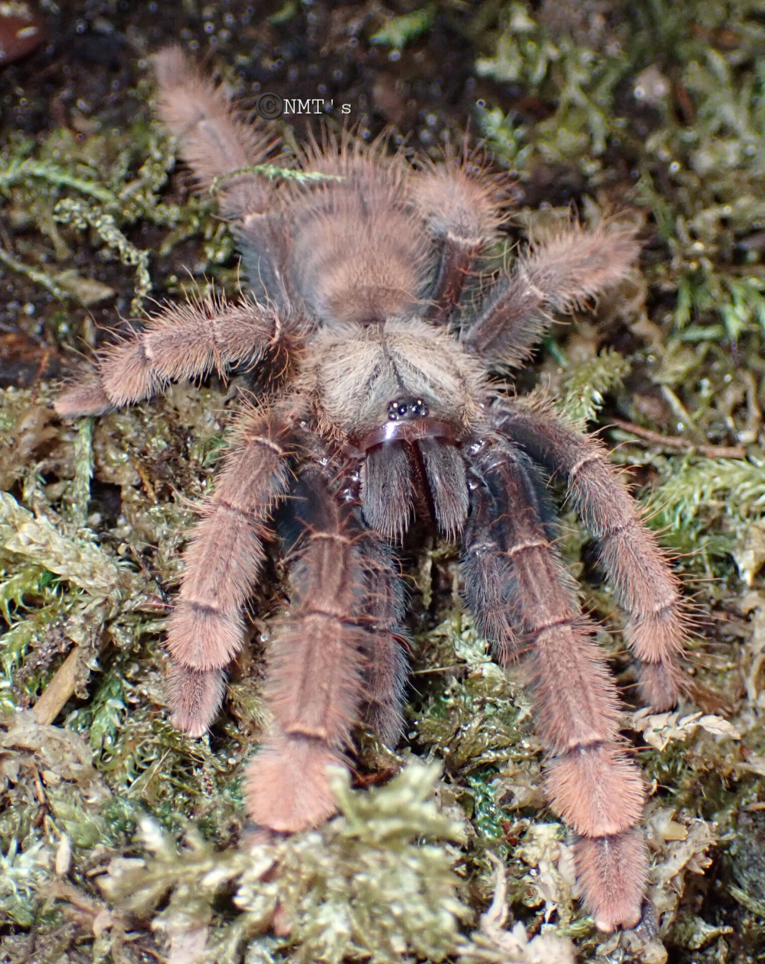 1.0 Phormingochilus sp. Sabah Red, 3.25" DLS