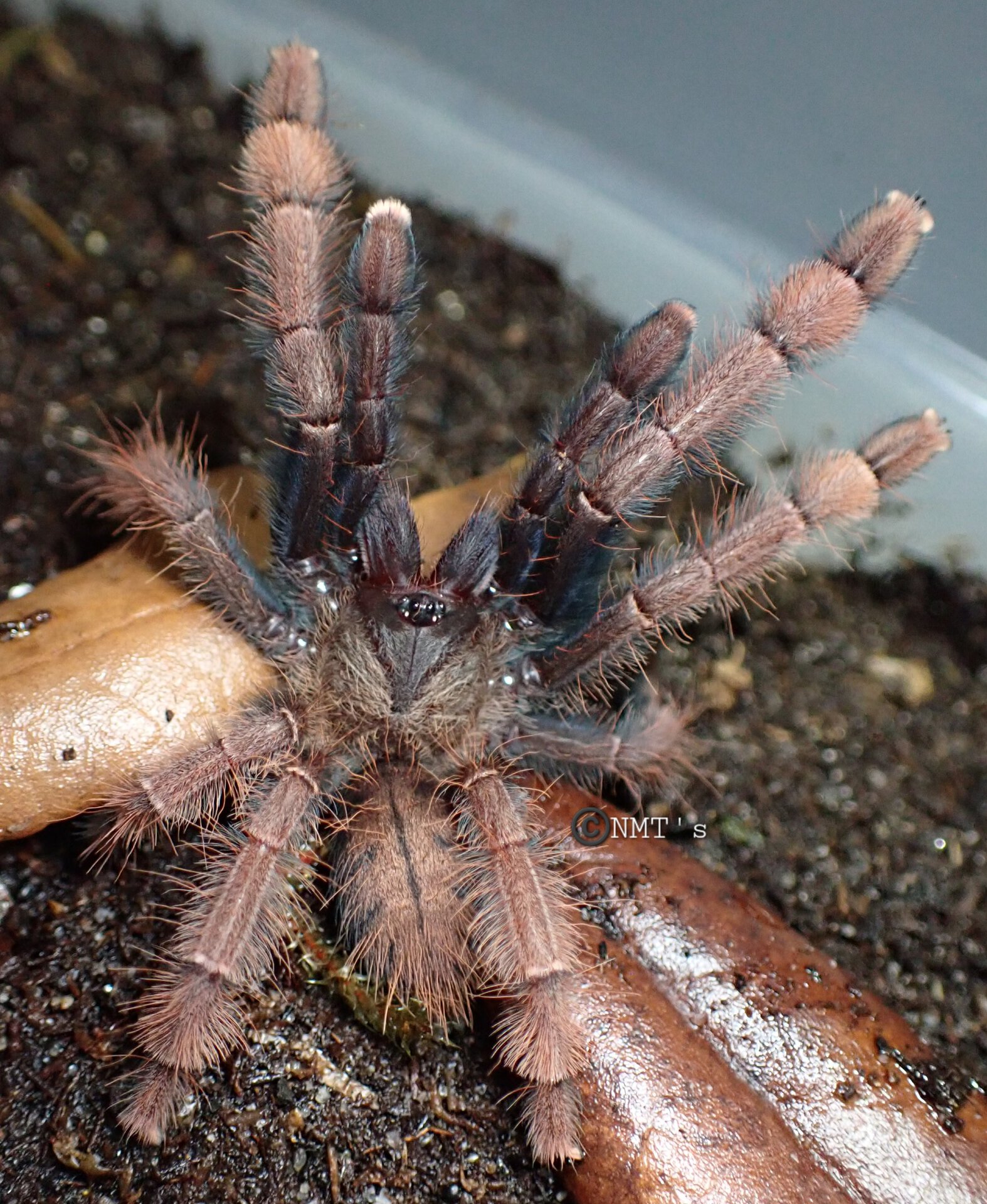 1.0 Phormingochilus sp. Sabah Red - 3" DLS