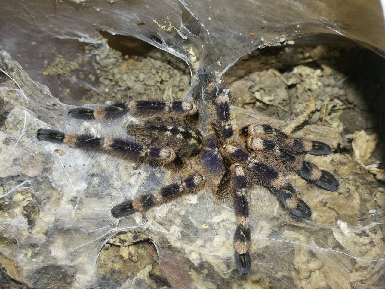 1.0 Poecilotheria subfusca "lowland" ~3.5"