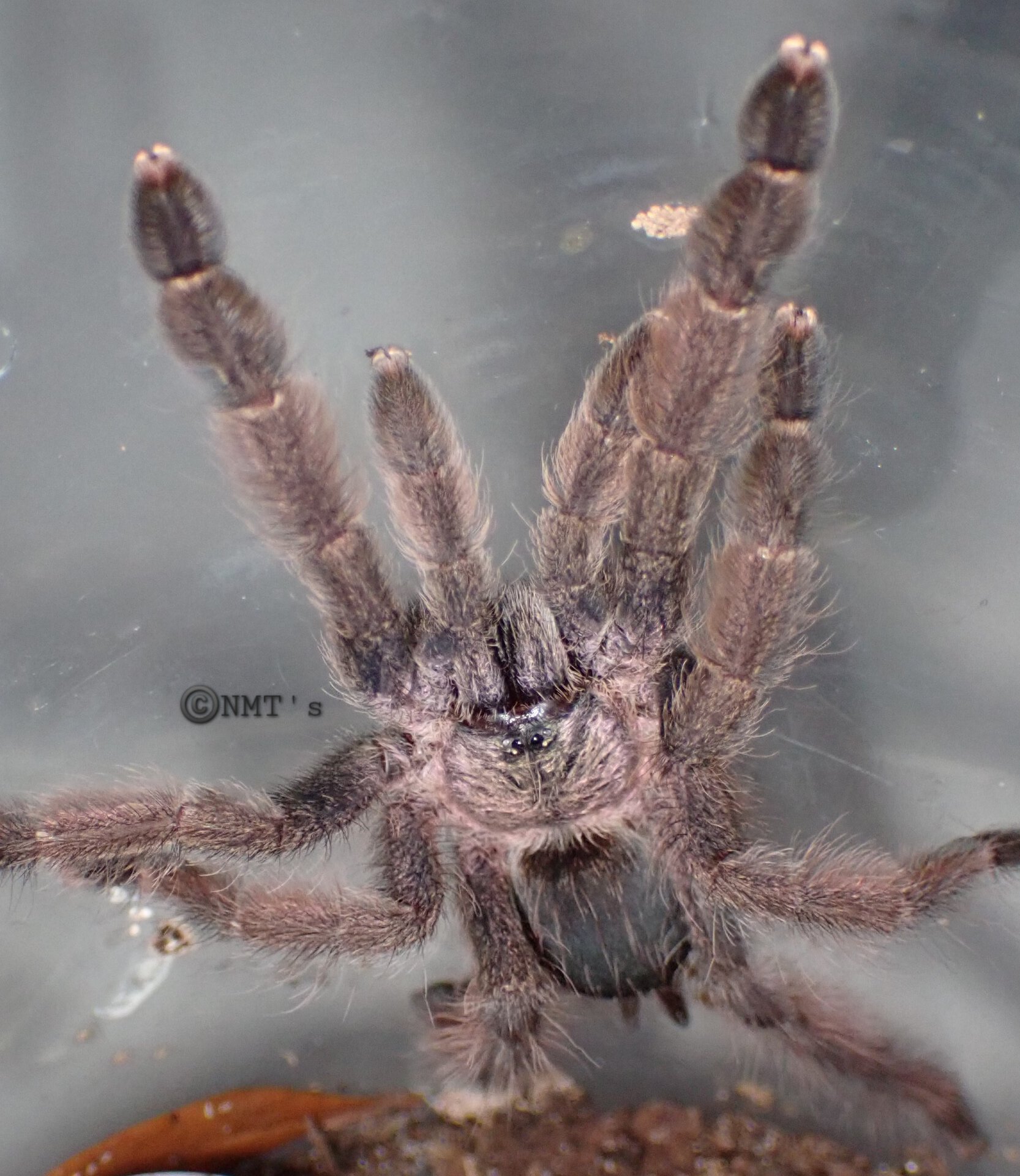 1.0 Psalmopoeus emeraldus - 3.5" DLS