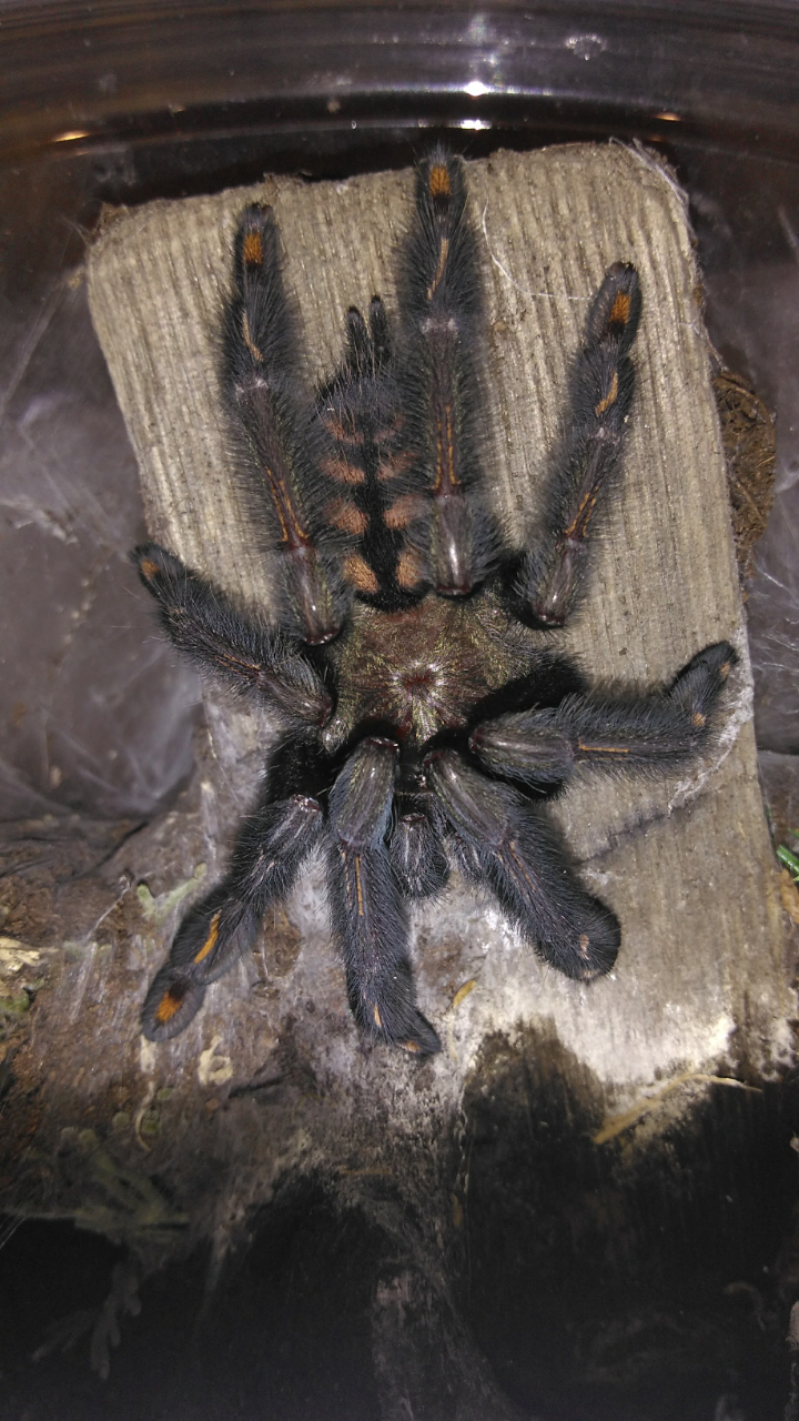 1.0 Psalmopoeus irminia