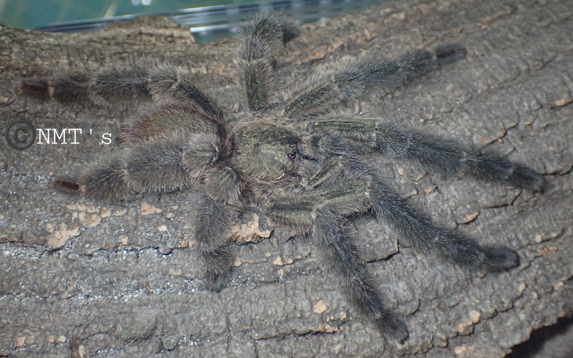 1.0 Psalmopoeus reduncus MM - 5" DLS