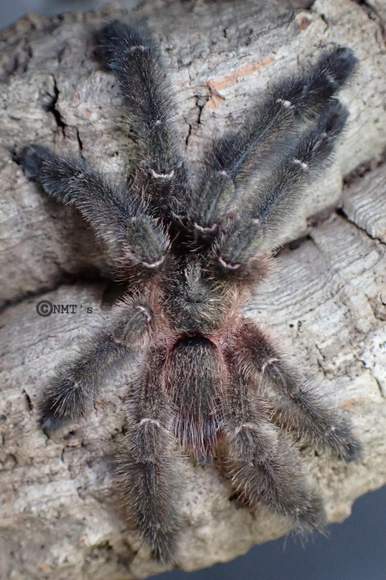 1.0 Psalmopoeus sp. Panama MM