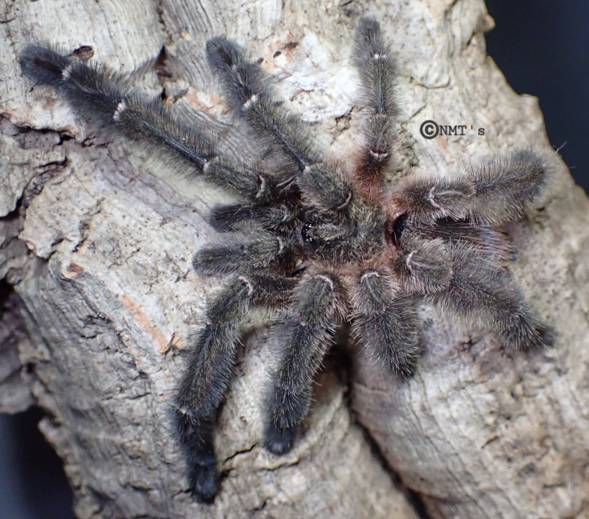 1.0 Psalmopoeus sp. Panama MM