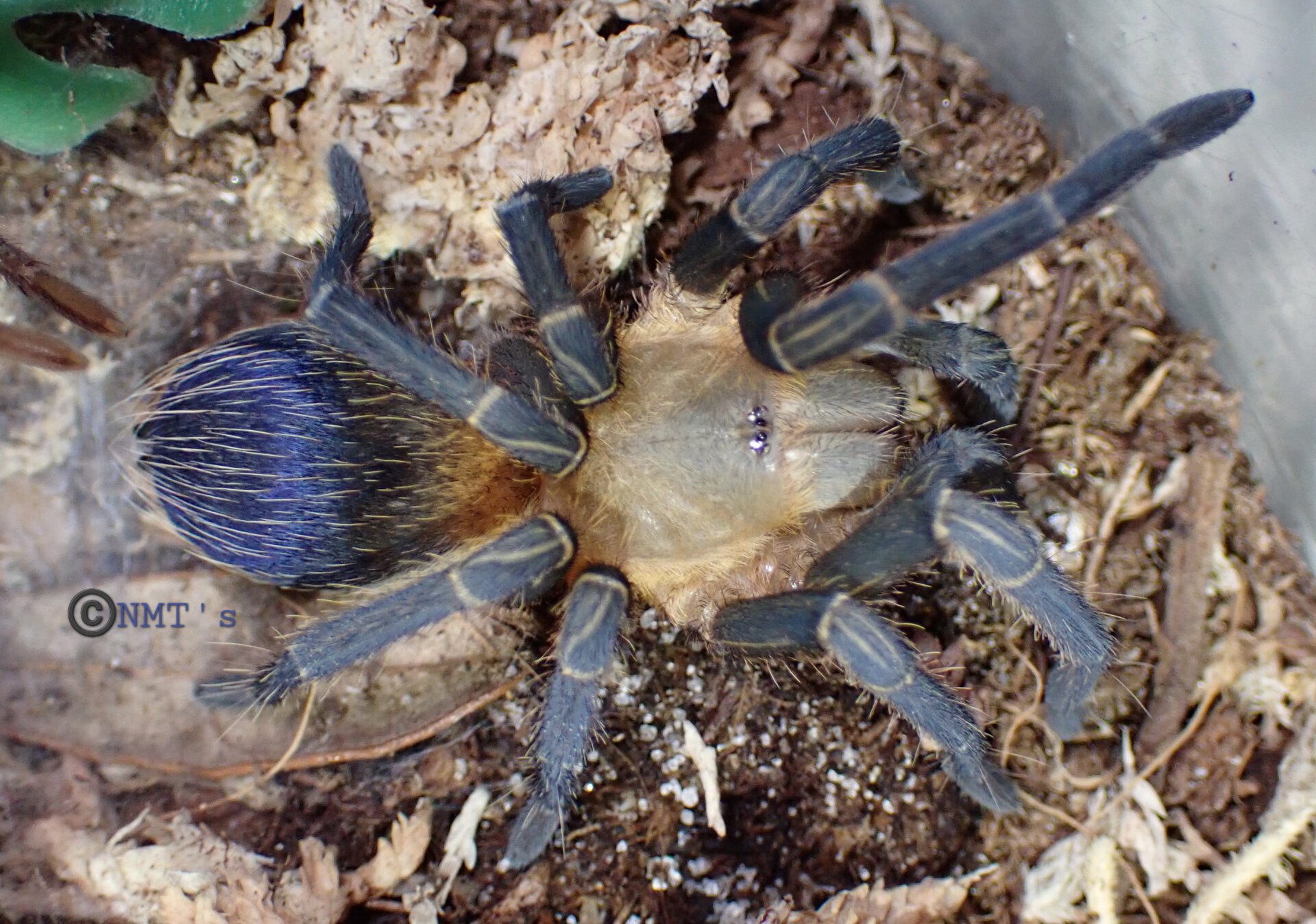 1.0 Pseudhapalopus sp. Colombia - 2.375" DLS