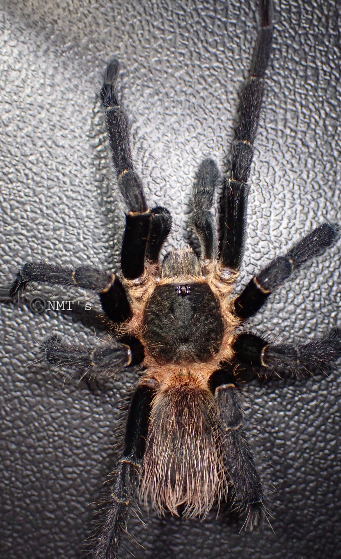 1.0 Pseudhapalopus sp. Colombia MM