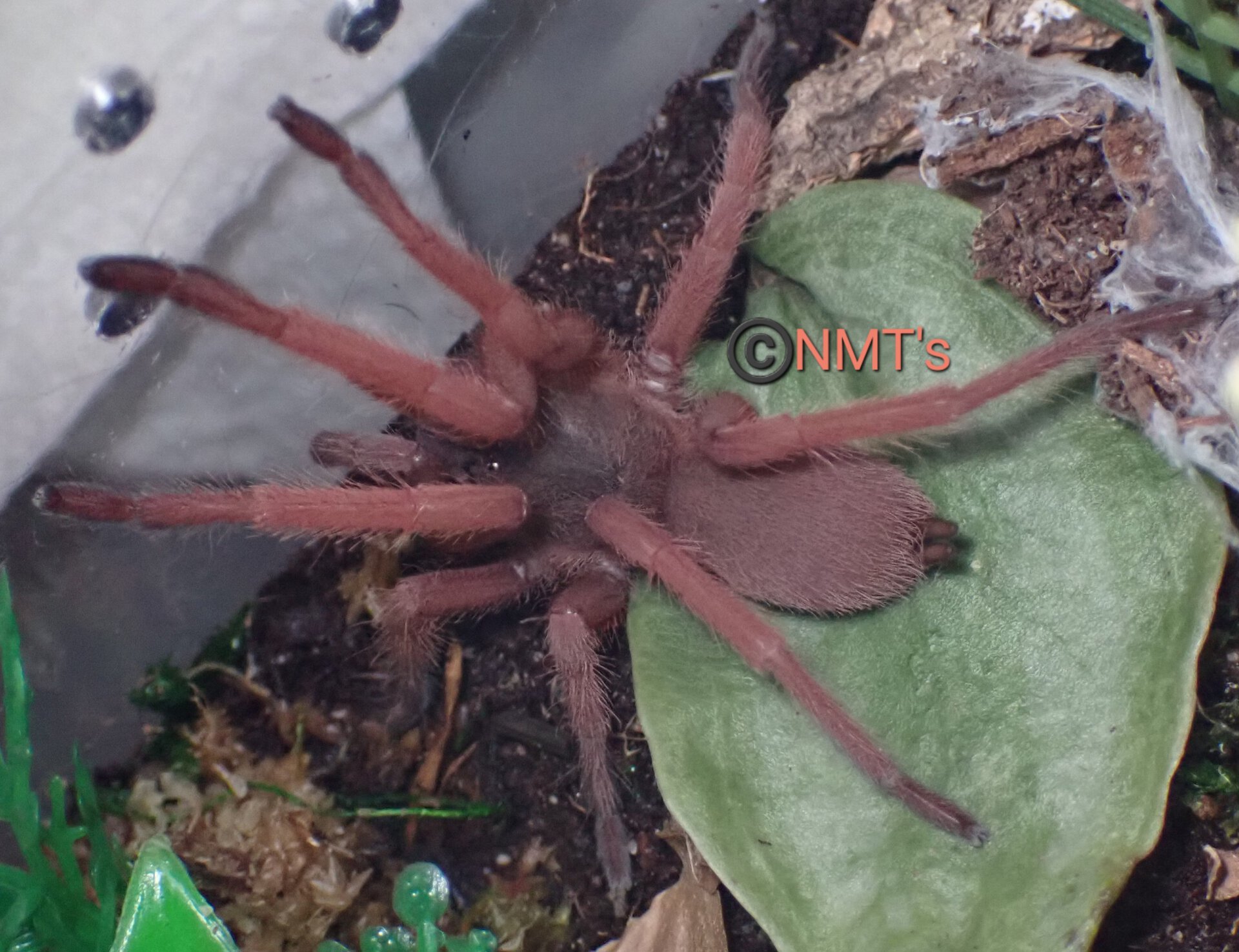 1.0 Selenobrachys sp. Romblon pink - 3.75" DLS