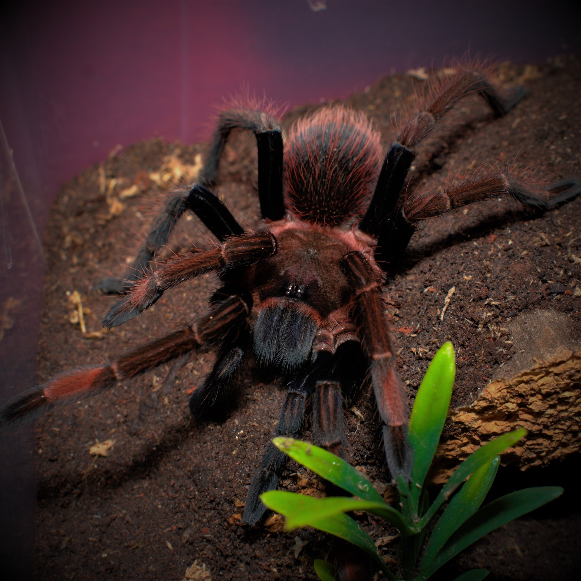 1.0 Sericopelma sp. "Santa Catalina"