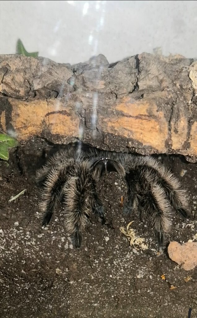 1.0 T. albopilosum, 5-6cm