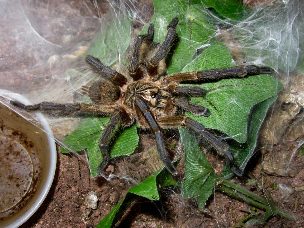 1.0 Ultimate male Harpactira pulchripes