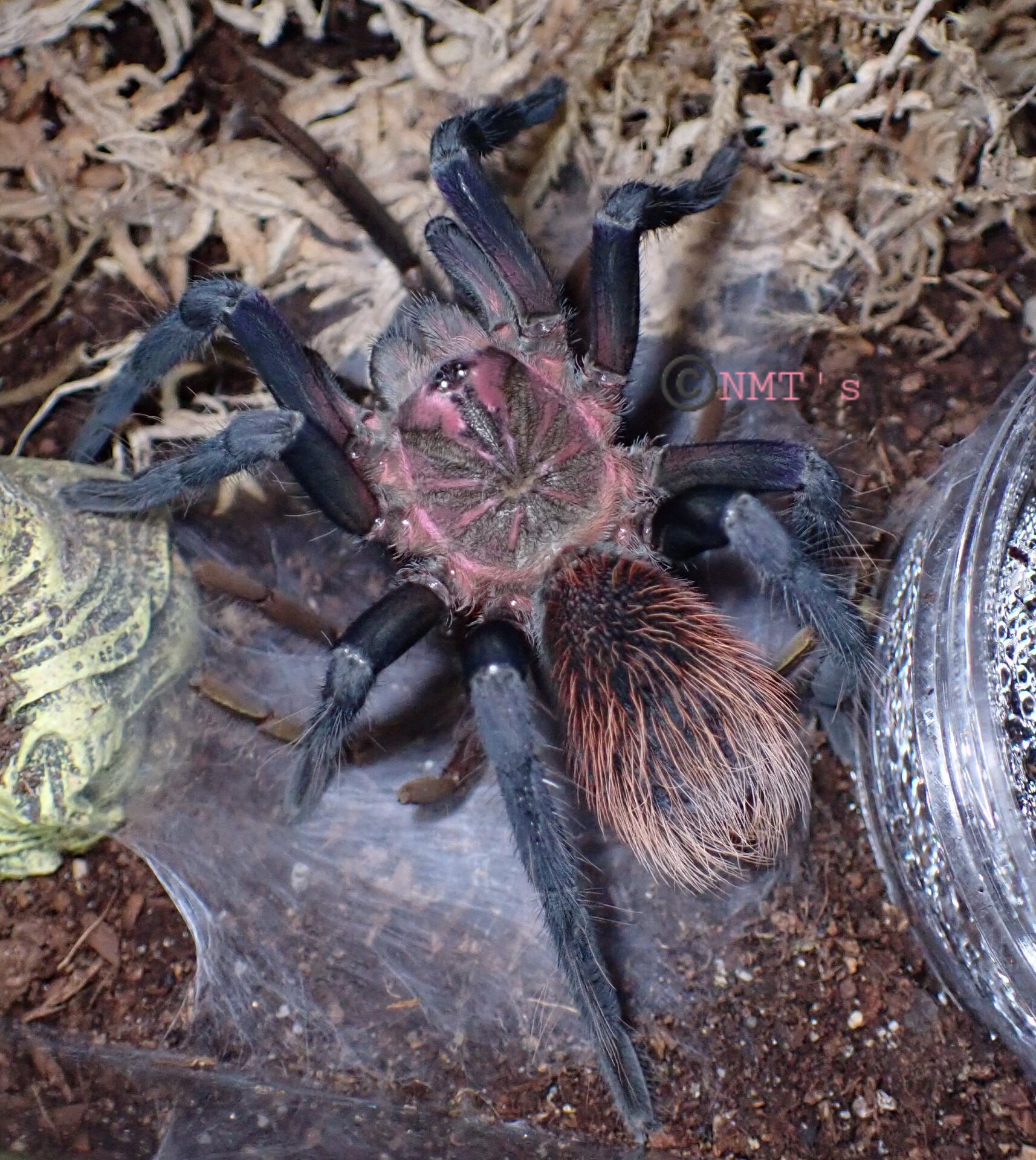 1.0 Xenesthis immanis Freshly Molted