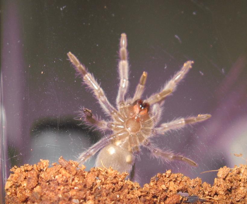 ~1 1/4th B. smithi sling