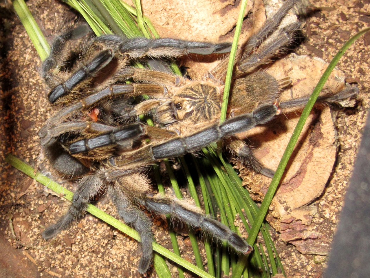 1.1 Harpactira pulchripes