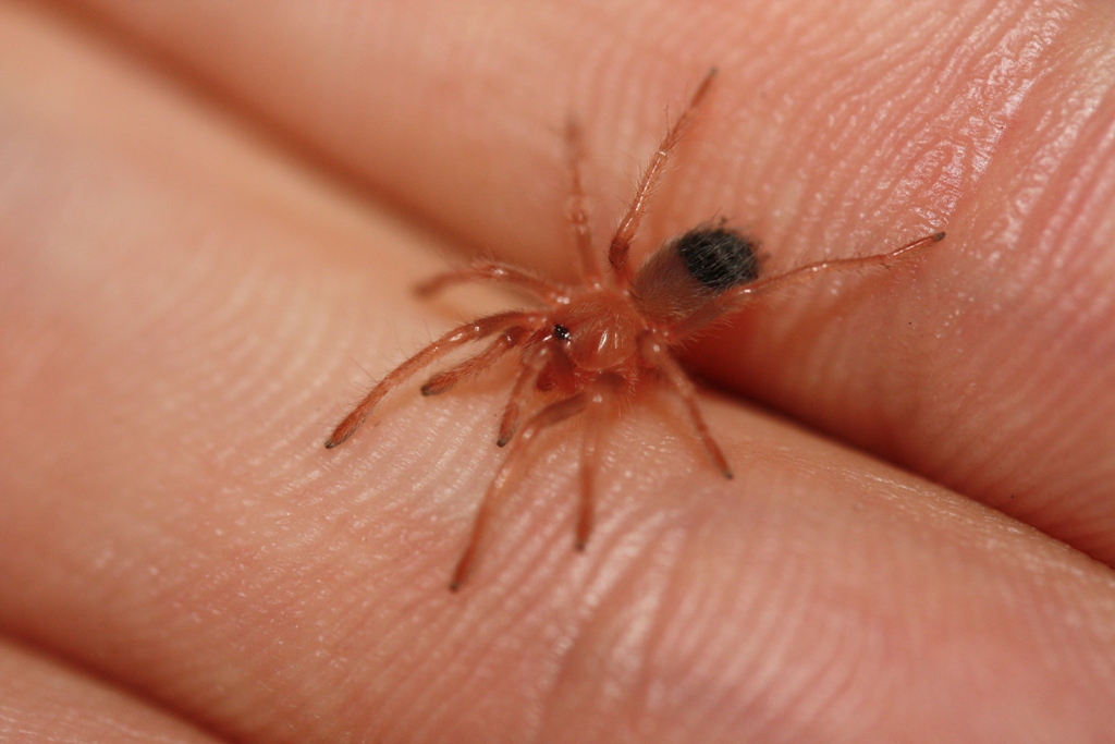 1/4" B. smithi