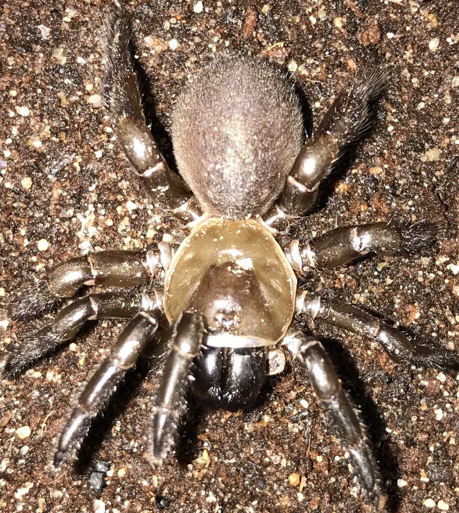 1.5”-1.75” Bothriocyrtum californium (California Trapdoor Spider)