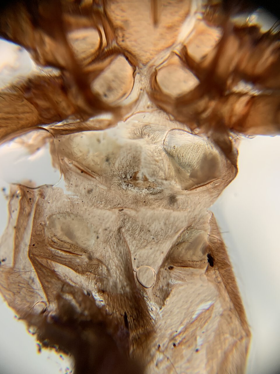 1.5” Aphonopelma chalcodes female