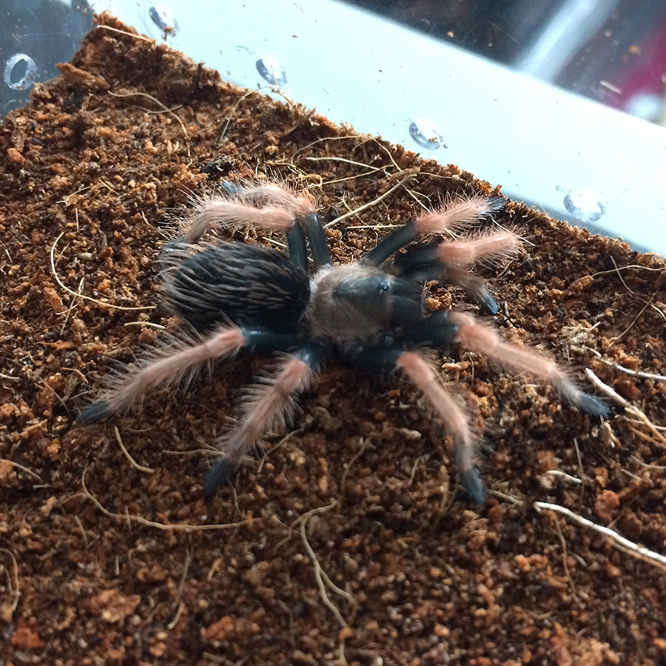 1.5" B. boehmei