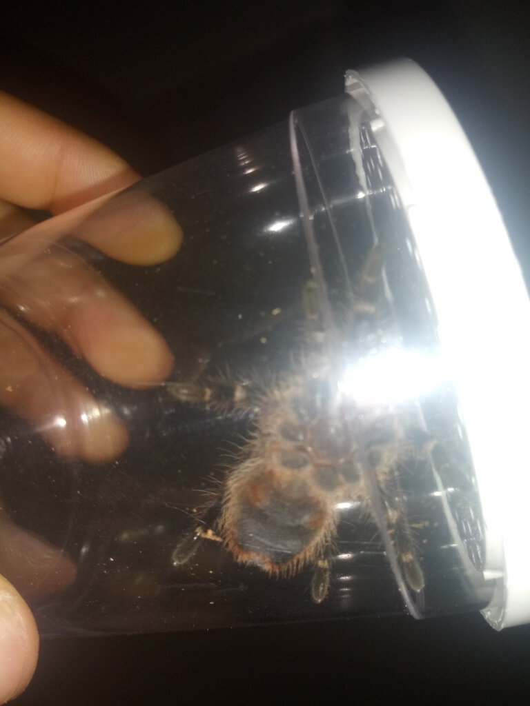 1.5" Grammostola pulchripes [ventral sexing]