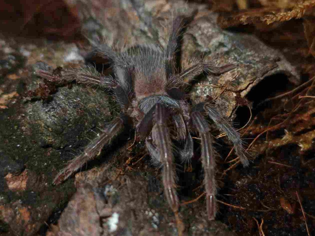 1.5 Lasiodora Parahybana