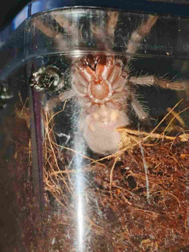 1.5" Lasiodora Parahybana