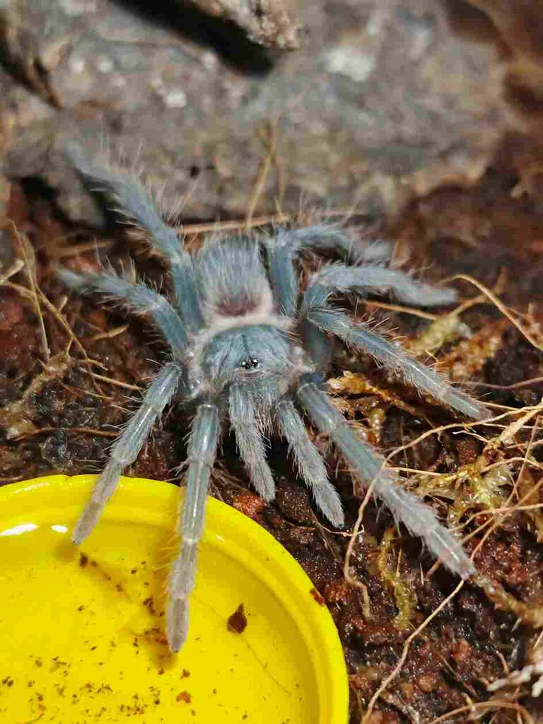 1.5" newly molted Lasiodora Parahybana