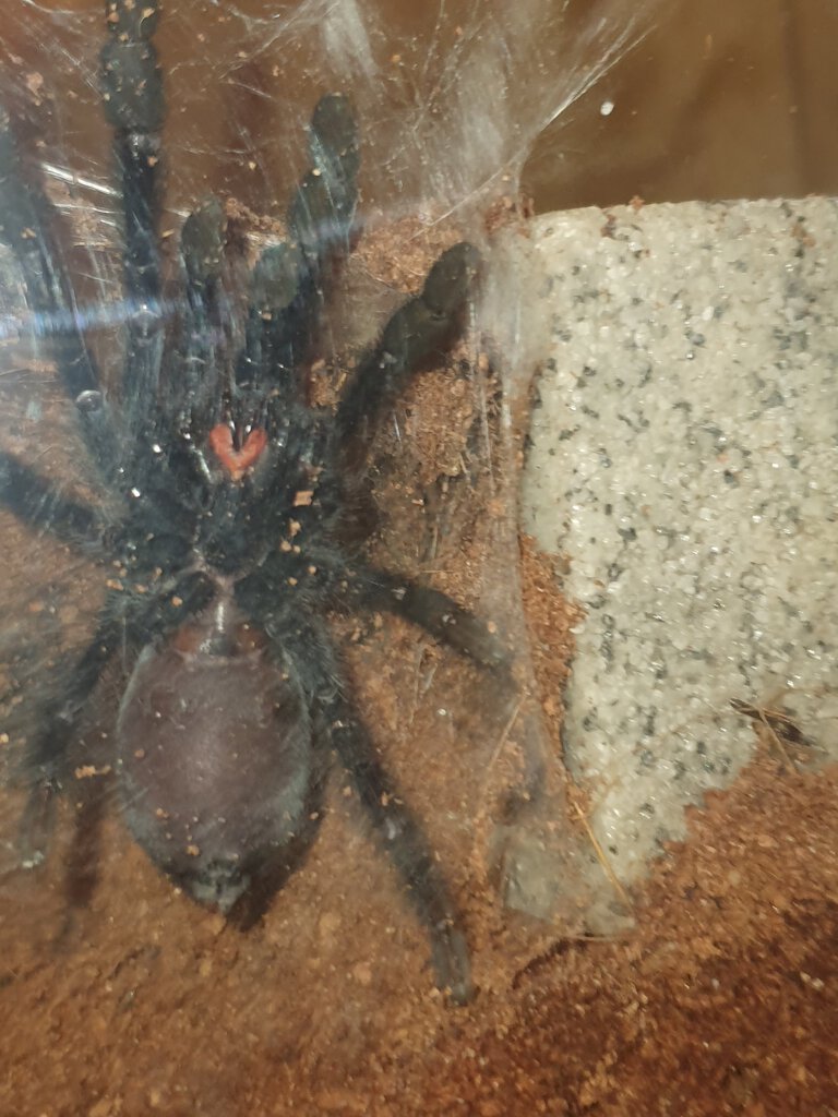 1.5" Psalmopoeus irminia [ventral sexing] [1/4]