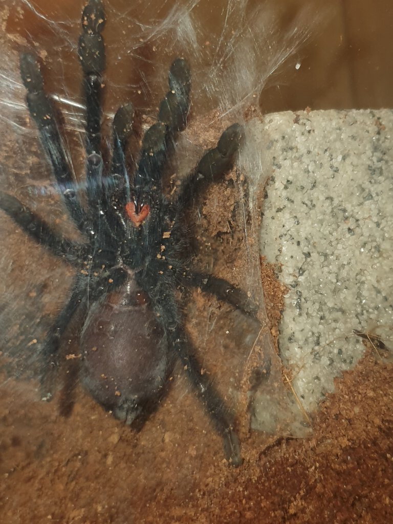 1.5" Psalmopoeus irminia [ventral sexing] [2/4]