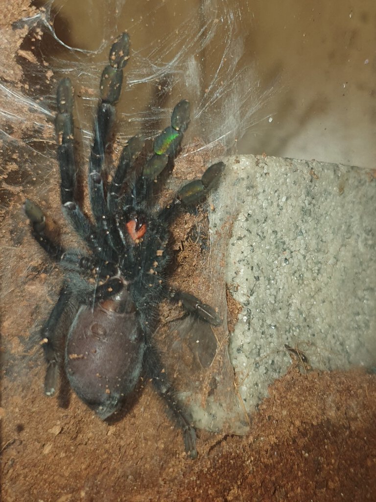 1.5" Psalmopoeus irminia [ventral sexing] [4/4]