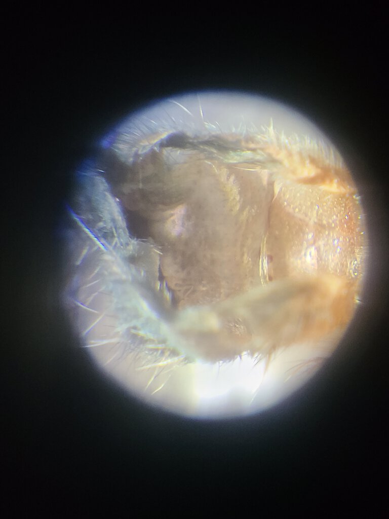 1.5" T cyaneolum