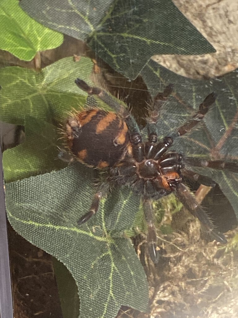 1.75" Chromatopelma cyaneopubescens [ventral sexing] [1/2]