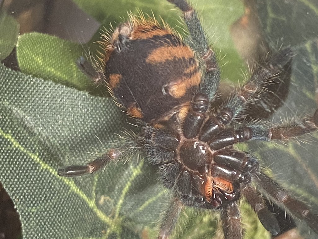 1.75" Chromatopelma cyaneopubescens [ventral sexing] [2/2]