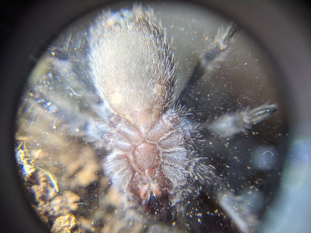 1.75" Homoeomma chilensis