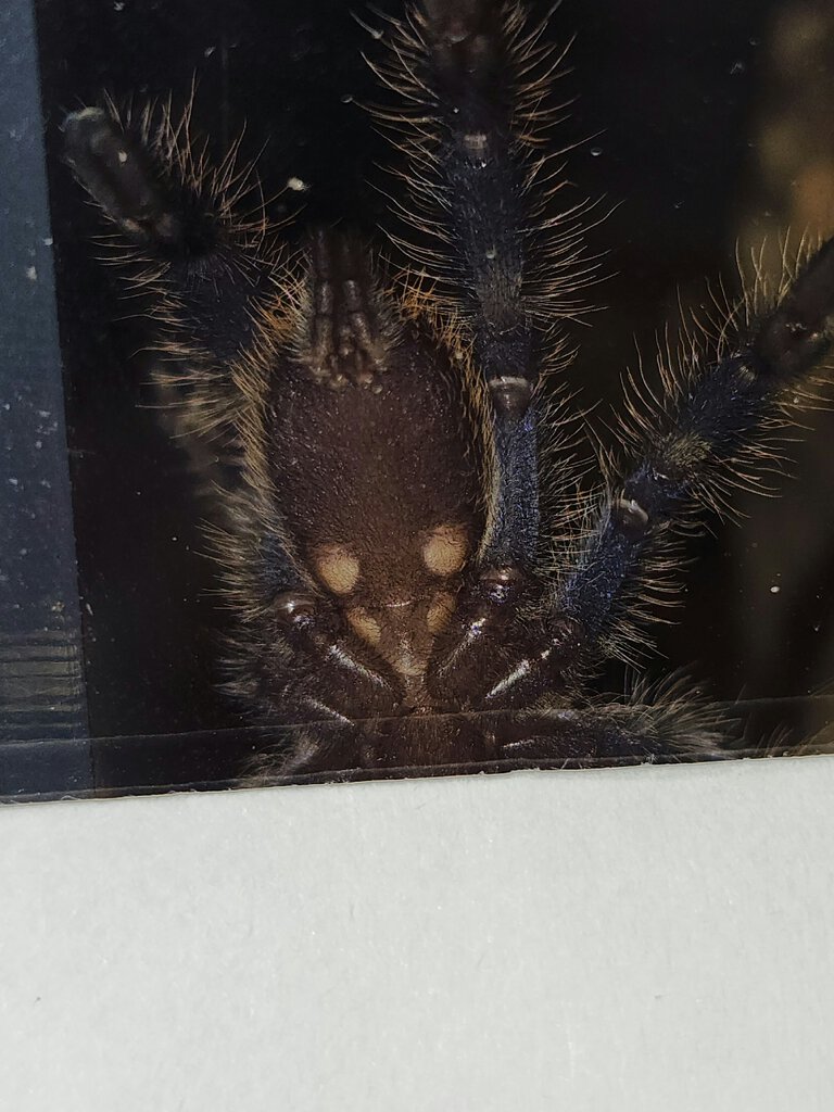 1.75" Poecilotheria metallica