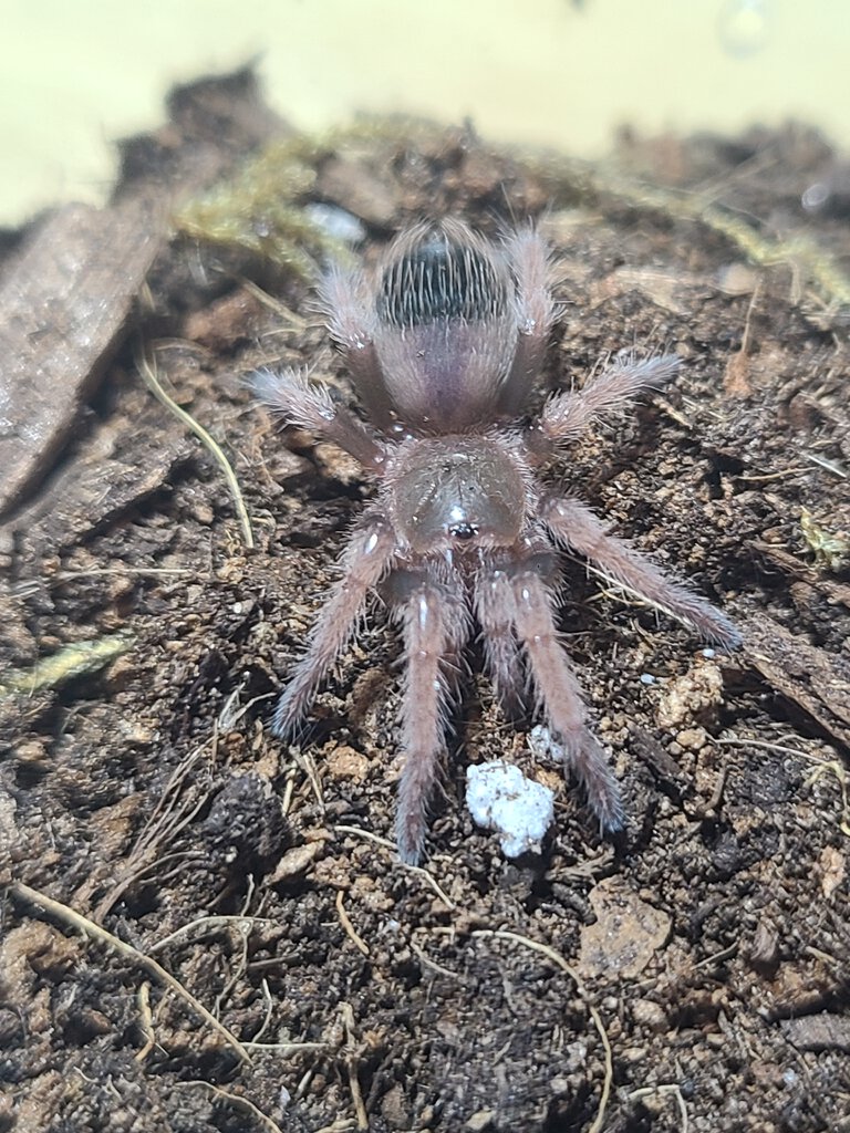 1" B klaasi sling freshly molted