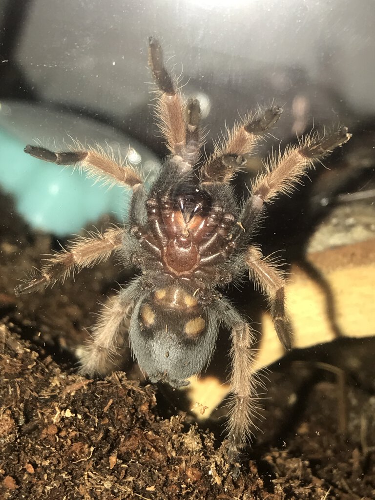 1" Brachypelma boehmei [ventral sexing] [4/4]