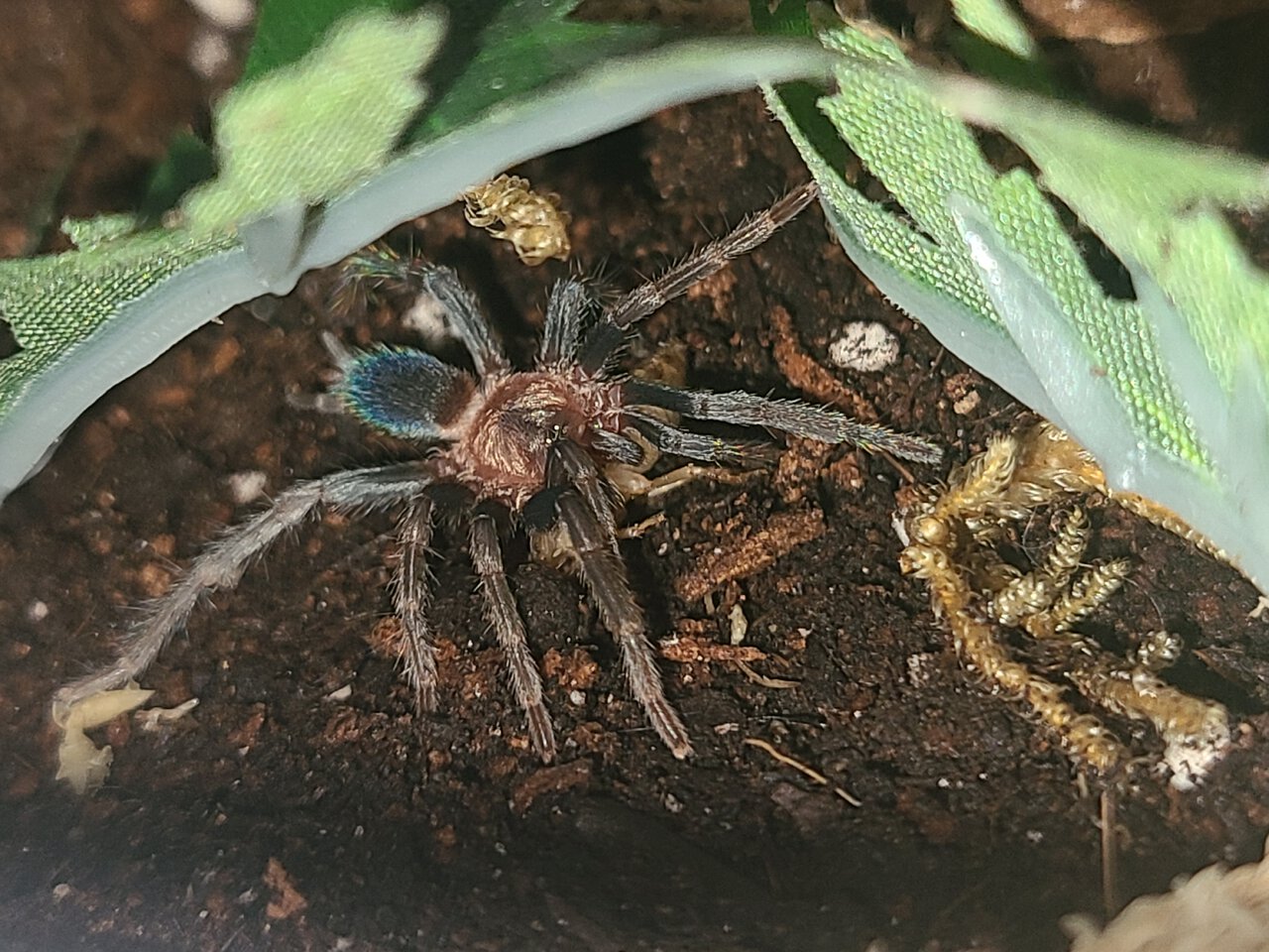 1" H. Longipes sling with a roach nymph