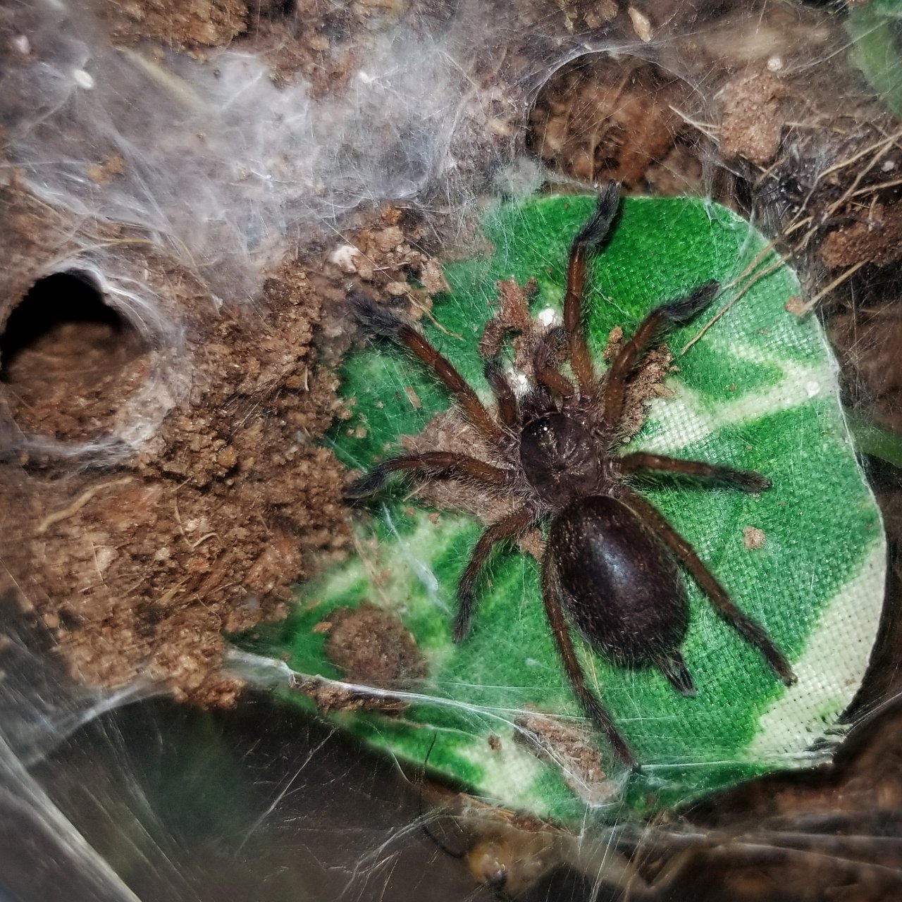 1 in. Harpactira pulchripes