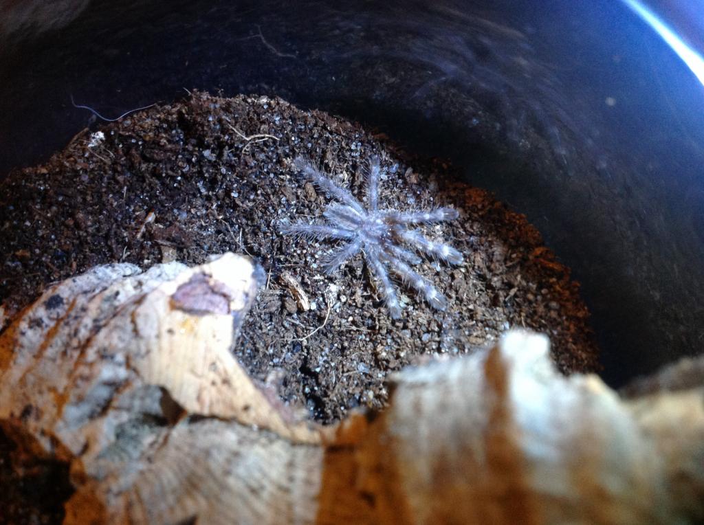 1 inch P.Regalis.