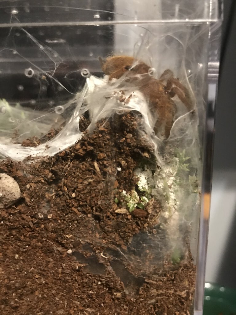 1" P. murinus [3/3]