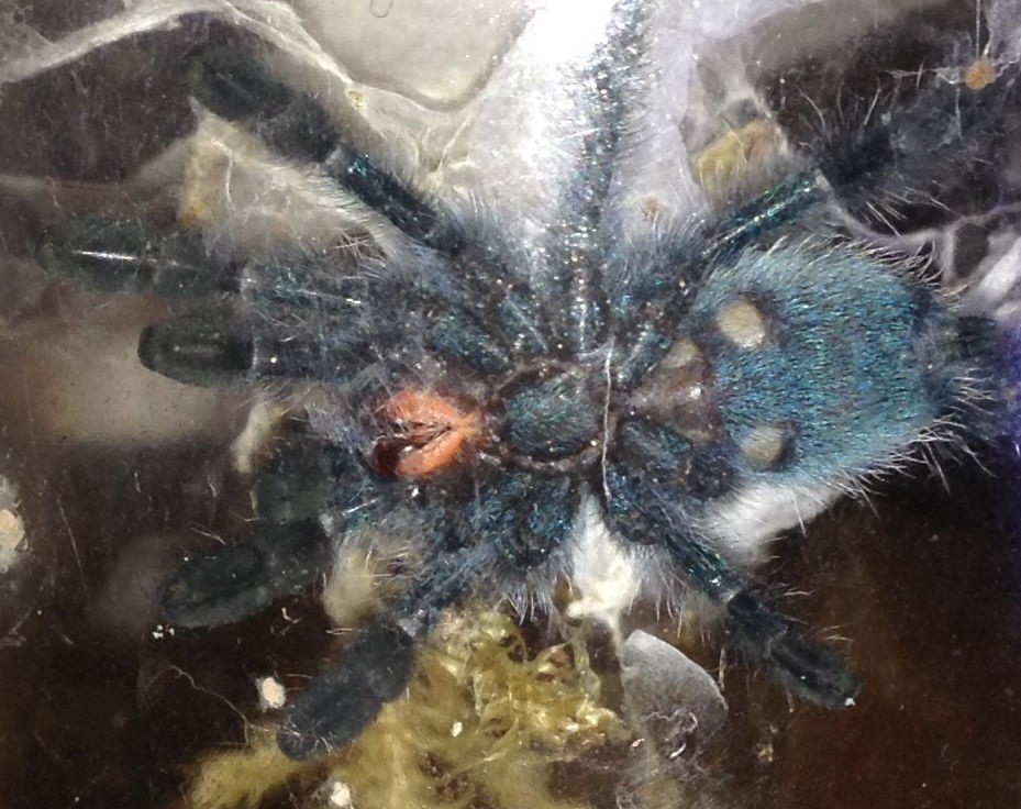 1&quot; Avicularia versicolor