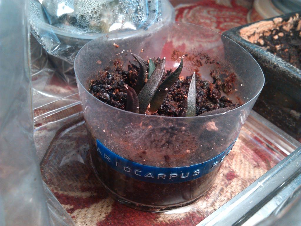 1 Year Old Ariocarpus retusus Seedlings
