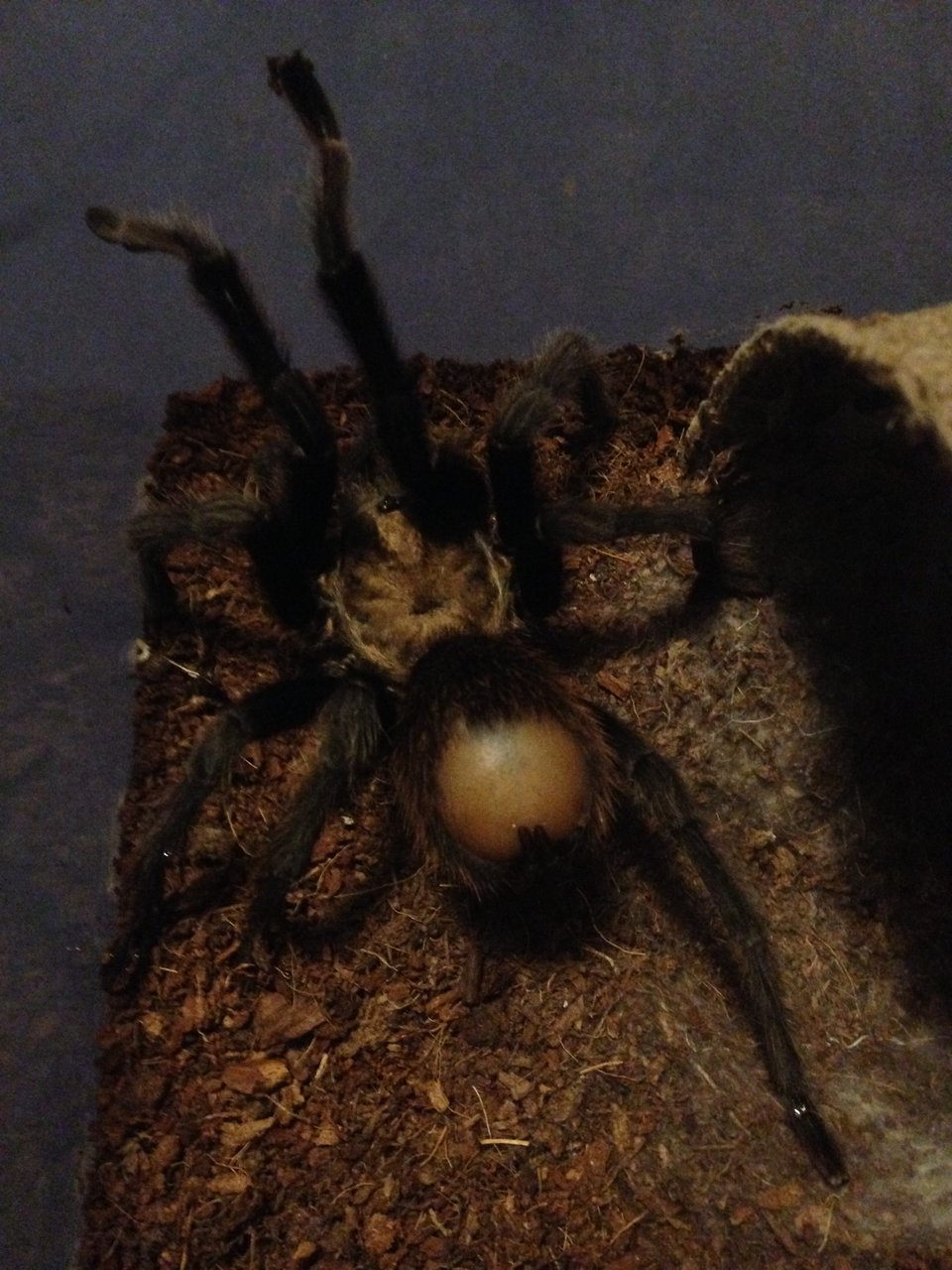 1 YR MM Aphonopelma chalcodes
