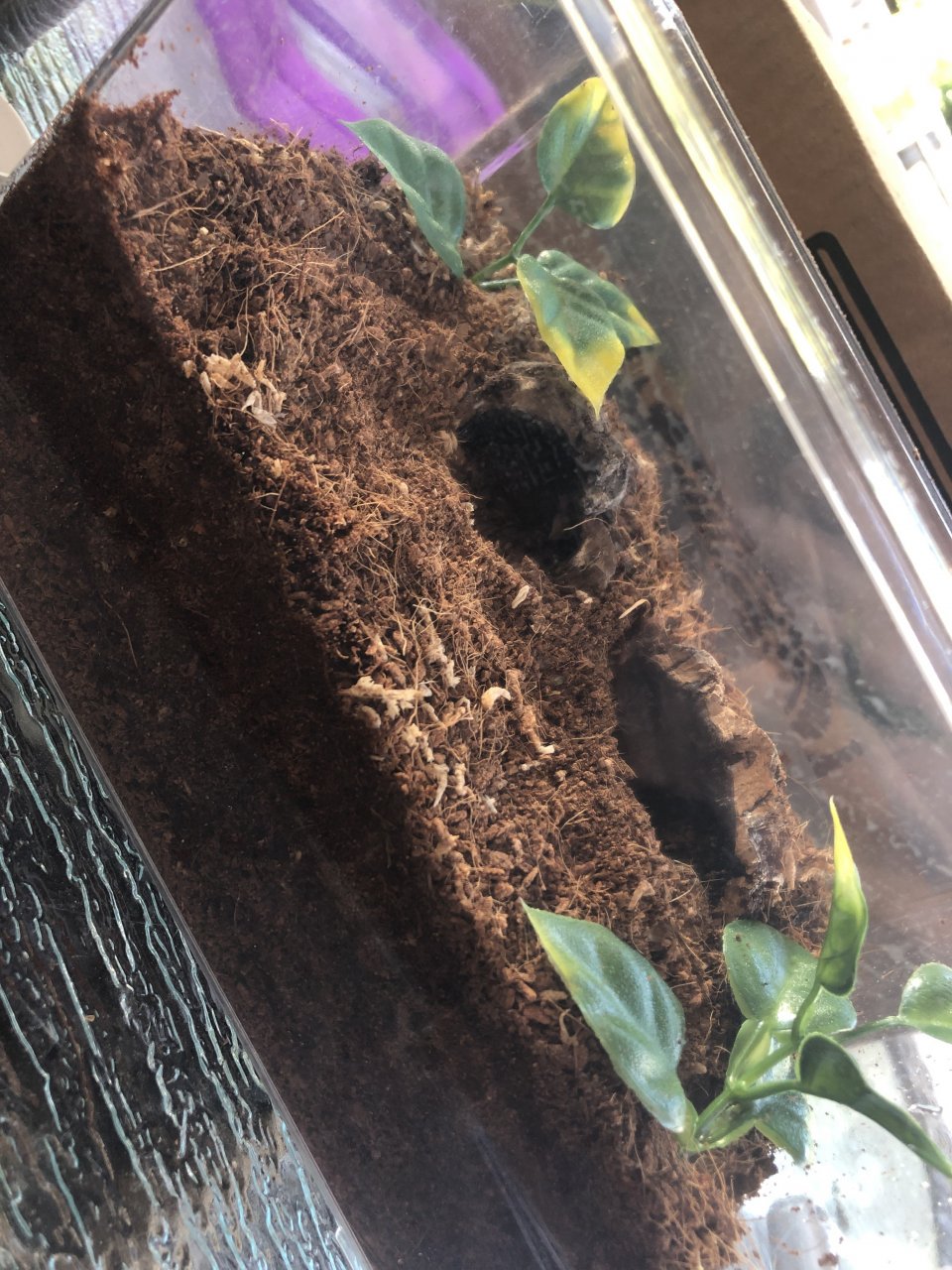 10 balfouri sling enclosure