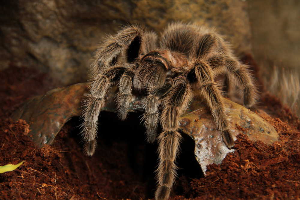 10012010 G. Rosea