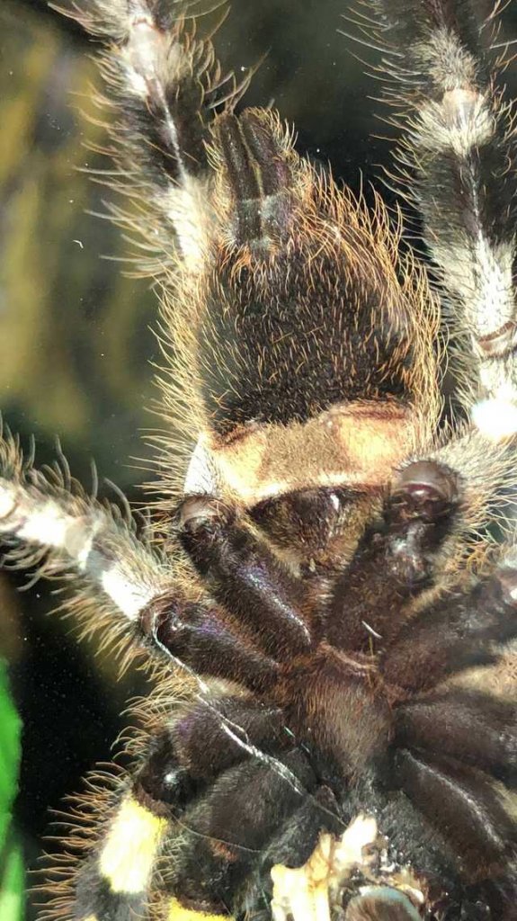 10cm juvenile P. Regalis