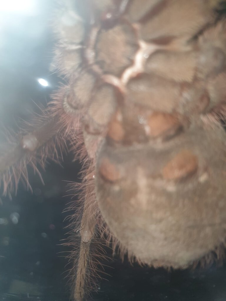 10cm Theraphosa blondi [ventral sexing] [1/2]