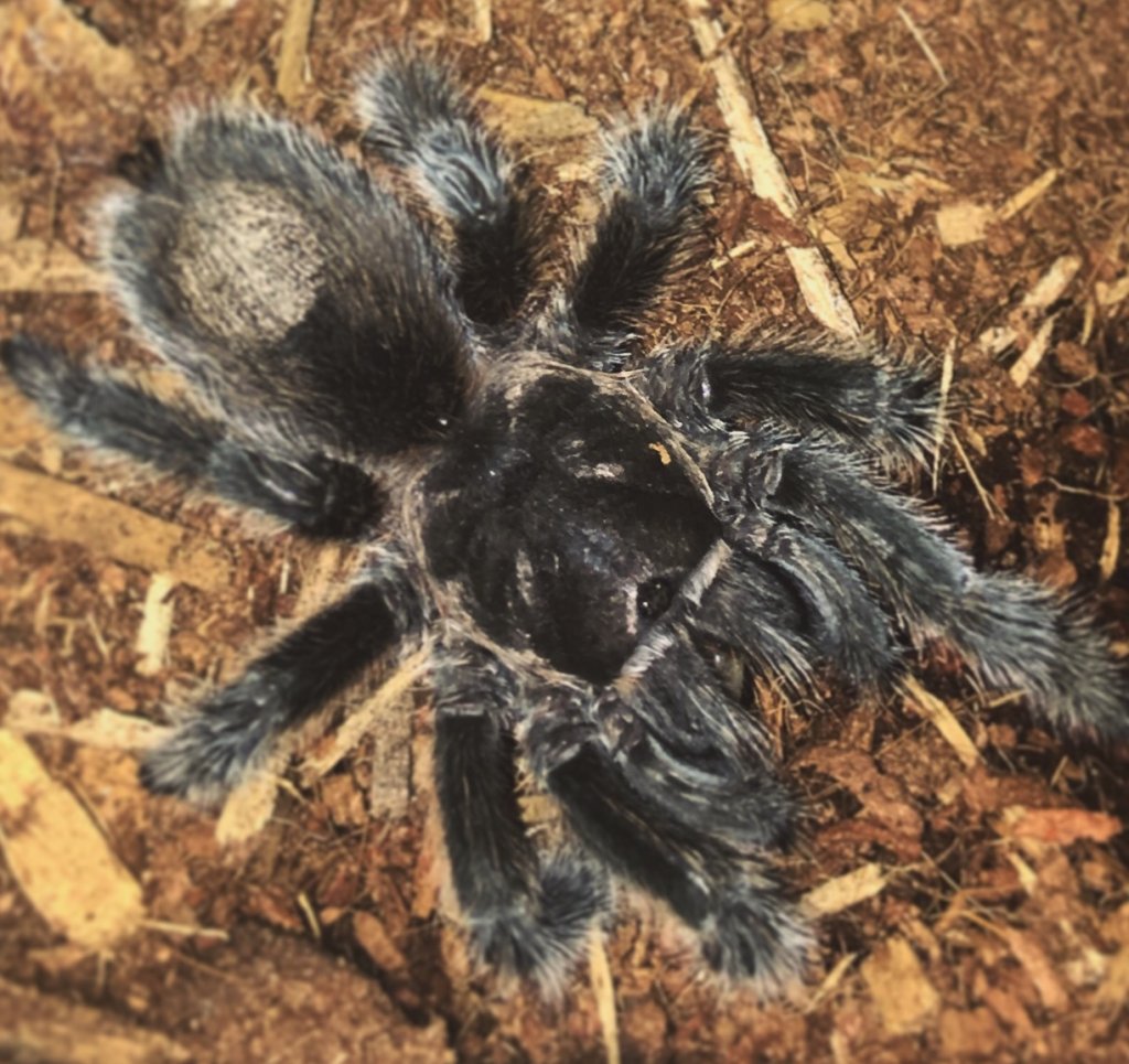 13 Y/O Grammostola rosea