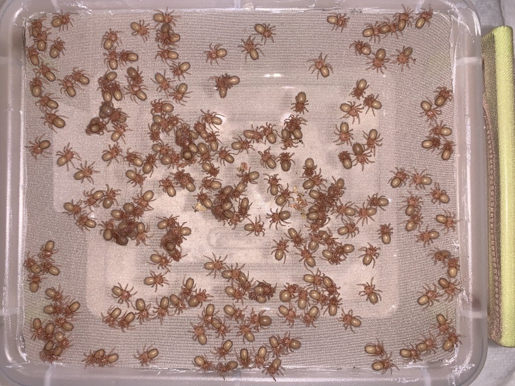 1i Hysterocrates gigas