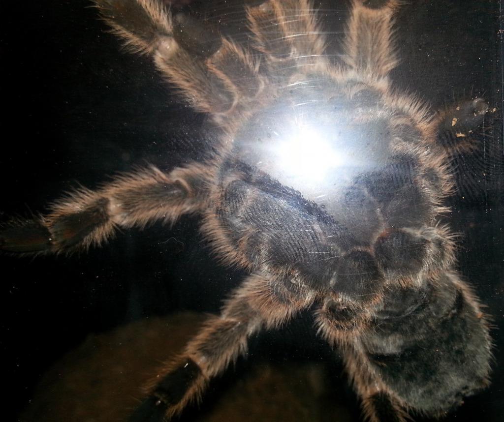 1st Grammostola rosea