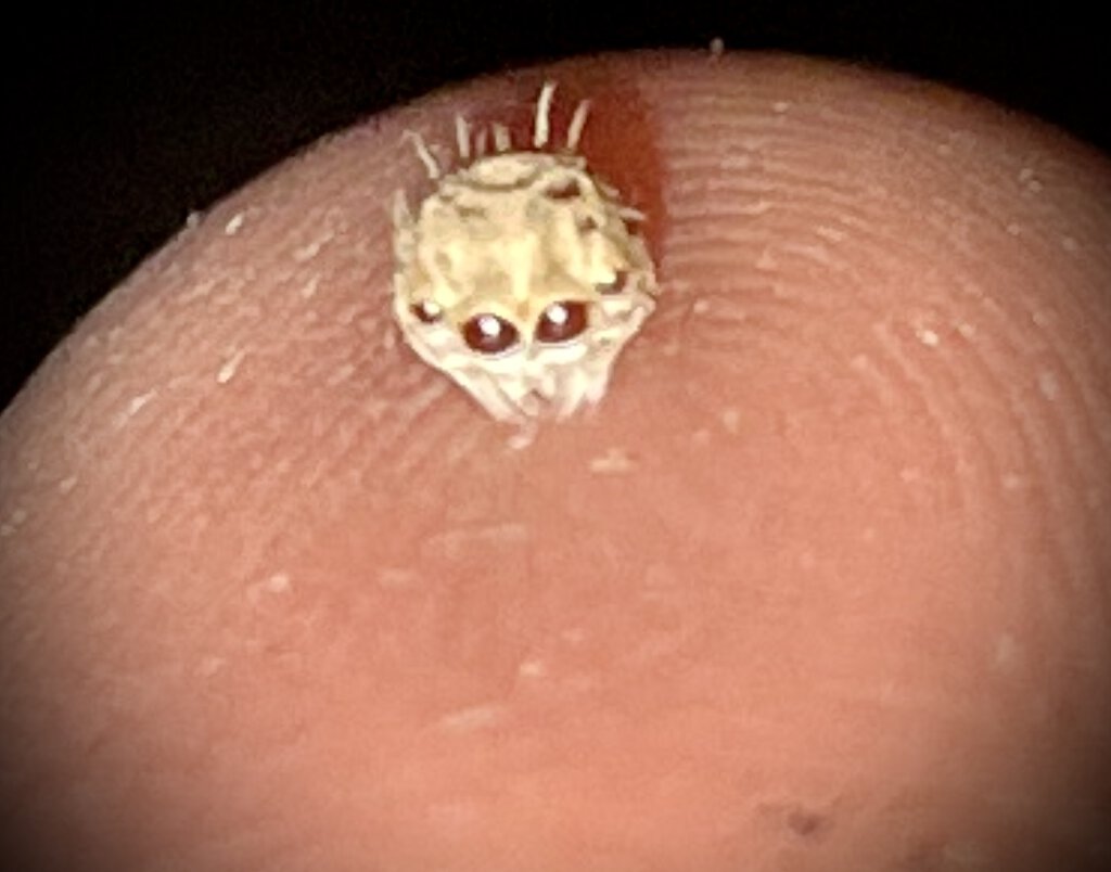 1st molt hat From Plexippoides flavescens